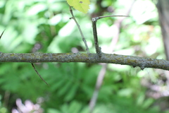 Crataegus submollis