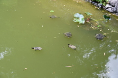 Trachemys scripta elegans
