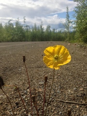 Papaver macounii discolor