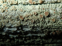Lecanora saligna