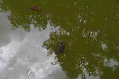 Trachemys scripta elegans