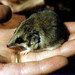 Lesser Hairy-footed Dunnart - Photo (c) Original uploader was UtherSRG at en.wikipedia, some rights reserved (CC BY)