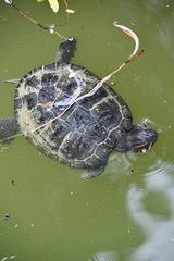 Trachemys scripta elegans