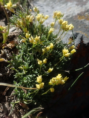 Draba oligosperma