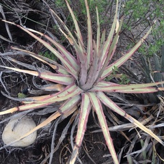Hechtia perotensis