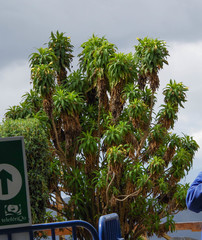 Siphocampylus giganteus