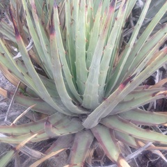 Hechtia perotensis