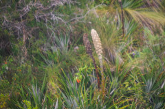 Puya glomerifera