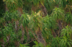 Siphocampylus giganteus