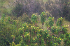 Siphocampylus giganteus