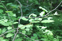 Crataegus submollis