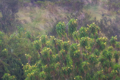 Siphocampylus giganteus