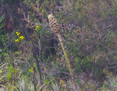 Puya glomerifera