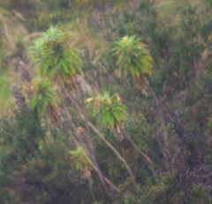 Siphocampylus giganteus