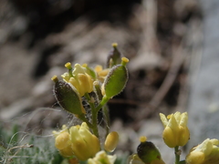 Draba oligosperma