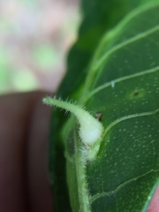 Caryomyia ansericollum
