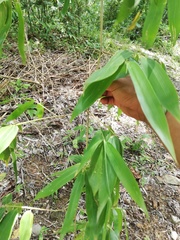 Guadua paniculata