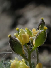 Draba oligosperma
