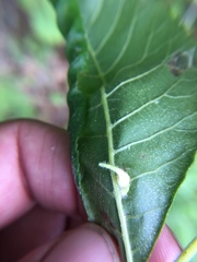 Caryomyia ansericollum