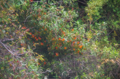 Tristerix longibracteatus