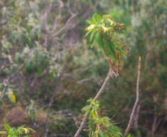 Siphocampylus giganteus