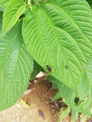 Hypselonotus argutus