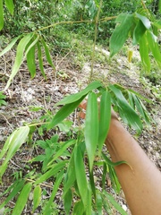 Guadua paniculata