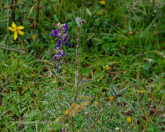 Lupinus pubescens