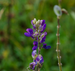 Lupinus pubescens