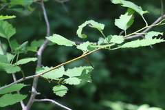 Crataegus submollis