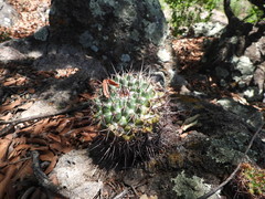 Mammillaria wagneriana