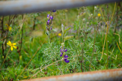 Lupinus pubescens