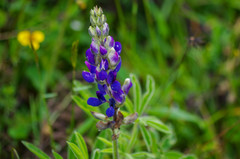 Lupinus pubescens