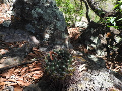 Mammillaria wagneriana