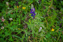 Lupinus pubescens