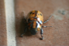 Cyclocephala deceptor