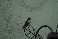 Hirundo rustica