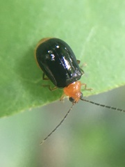 Luperodes