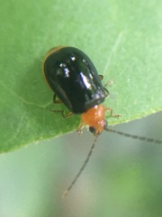 Luperodes