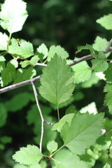 Crataegus submollis