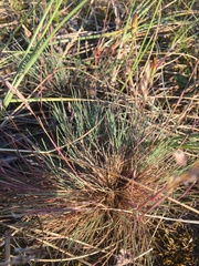 Corynephorus canescens