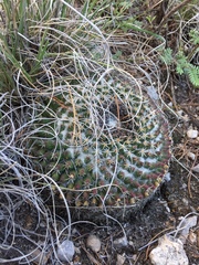 Mammillaria chionocephala