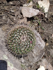 Mammillaria wagneriana