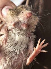 Perognathus parvus