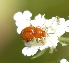 Neocrepidodera