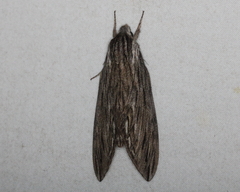 Sphinx canadensis