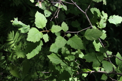Crataegus submollis