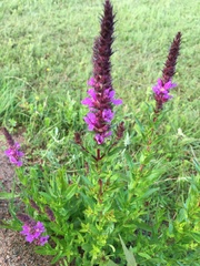 Lythrum salicaria