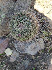 Mammillaria wagneriana