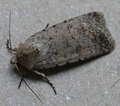 Caradrina clavipalpis